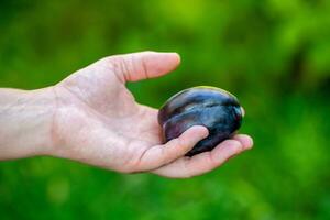 Frais prune fruit dans mains photo