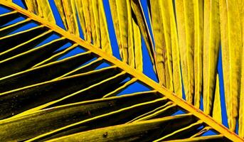 une paume arbre feuille photo