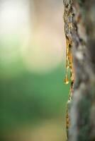 Naturel Contexte. une magnifique laissez tomber de résine sur une pin arbre photo