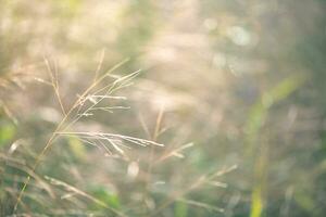 magnifique Naturel arrière-plan, herbe dans rosée photo