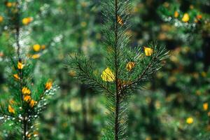 magnifique brillant Jaune bouleau feuilles parmi vert épicéa aiguilles. concept l'automne photo