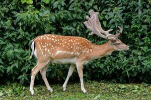 une cerf avec grand bois permanent dans de face de une buisson photo