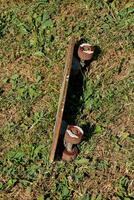 planche à roulette dans le herbe photo