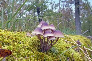 image de une groupe de champignons sur une arbre tronc dans l'automne photo