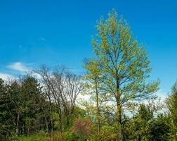 tulipe liriodendron est une magnifique ornemental arbre. tulipe liriodendron dans printemps. photo