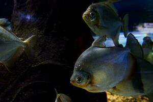 sélectif concentrer de pomfret nager dans une Profond aquarium. photo