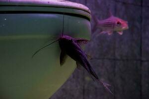 sélectif concentrer de julieni barbillon poisson nager dans une Profond aquarium. génial pour éduquer les enfants à propos Marin animaux. photo