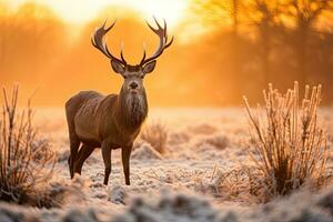 rouge cerf cerf avec bois pendant en rut saison sur une glacial matin, majestueux rouge cerf cervus élaphe cerf dans le Matin brume, Royaume-Uni, ai généré photo