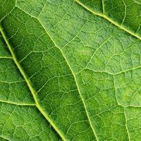 fond de texture de feuille verte photo