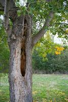 arbre tronc endommagé après tonnerre et foudre photo