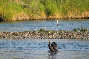 cormorans séance dans une rivière photo