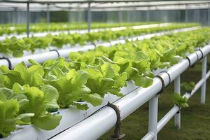 hydroponique salade croissance. ai généré photo