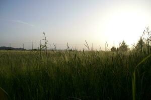 le coucher du soleil avec grand herbe dans silhouette. haute qualité photo