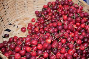 mûr Frais Cerise dans une légume panier photo