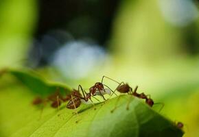 sélectif concentrer sur feuille révèle macro vue de fourmi dans ses Naturel habitat photo