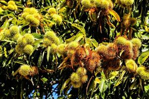 châtaigne arbre avec des noisettes et fruit pendaison de le branches photo