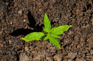 une petit plante croissance dans le saleté photo