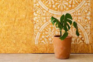 plante d'intérieur dans un pot avec une image de mandala sur le mur en bois photo