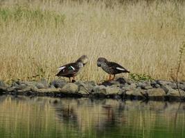 canards à bec tacheté indien photo