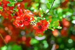 fleurs de henomeles au printemps dans le jardin. fermer photo