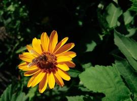 abeille sur fleur jaune photo