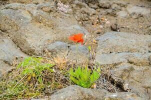 une coquelicot sur une pierre photo