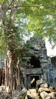 temple ta prohm dans le complexe d'angkor wat, siem reap cambodge. photo