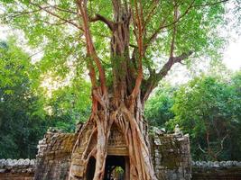 ruines antiques de la porte de la porte du temple de ta som ruine avec arbre de la jungle photo