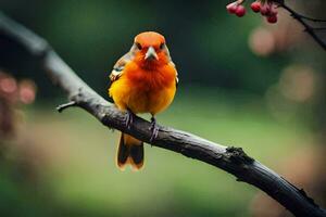 une petit Orange oiseau est assis sur une branche. généré par ai photo