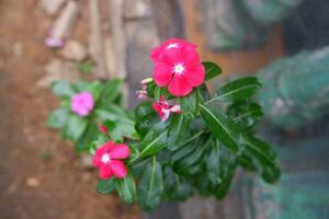 proche en haut de le rose pervenche fleur, lequel a le Latin Nom catharanthus roseus photo