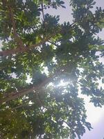 figure arbre avec lumière du soleil brillant par le branches photo