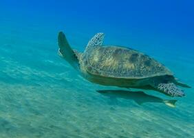 magnifique tortue imbriquée tortue avec poissons pilotes nager plus de vert fond marin et clair bleu l'eau photo