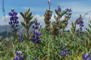 proche en haut de lupin fleurs photo