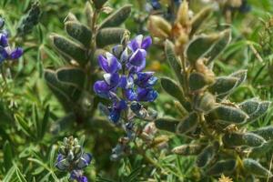 proche en haut de lupin fleurs photo