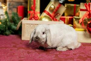 une gris oreilles tombantes lapin est assis sur le tapis près une panier avec rouge cadeaux dans de face de le Noël arbre photo