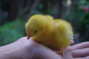 coloré poussins pour animaux domestiques photo