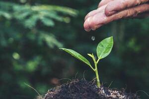 main d'agriculteur arrosant une jeune plante photo