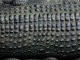 proche en haut crocodile peau Contexte. texture photo