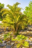 palmiers cocotiers lever du soleil canari île espagnole tenerife afrique.