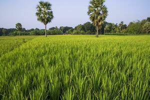 agriculture paysage vue de le grain riz champ dans le campagne de bangladesh photo