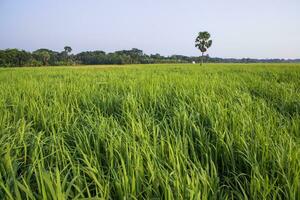 agriculture paysage vue de le grain riz champ dans le campagne de bangladesh photo