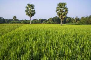 agriculture paysage vue de le grain riz champ dans le campagne de bangladesh photo