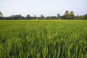 agriculture paysage vue de le grain riz champ dans le campagne de bangladesh photo