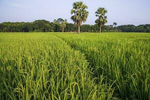 agriculture paysage vue de le grain riz champ dans le campagne de bangladesh photo