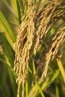 d'or grain riz pointe récolte de riz champ. sélectif concentrer photo