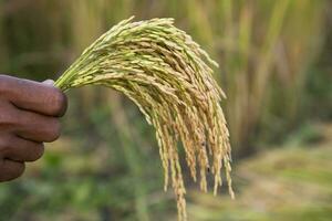 agriculteur se tenir la main d'or grain riz pointe agriculture concepts photo