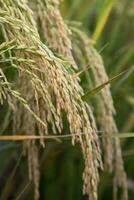 d'or grain riz pointe récolte de riz champ. sélectif concentrer photo