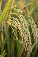 d'or grain riz pointe récolte de riz champ. sélectif concentrer photo