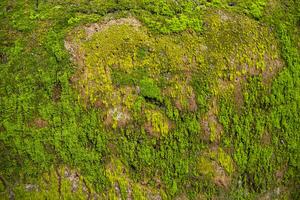 champignons vert mousse vieux béton mur abstrait texture Contexte fond d'écran. rouillé, sale, graveleux ancien Contexte photo