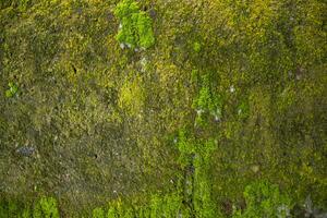champignons vert mousse vieux béton mur abstrait texture Contexte fond d'écran. rouillé, sale, graveleux ancien Contexte photo
